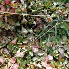 Ludwigia palustris (Marsh Purslane) at Courabyra, NSW - 10 Apr 2025 by RobCook