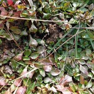 Ludwigia palustris (Marsh Purslane) at Courabyra, NSW - 10 Apr 2025 by RobCook
