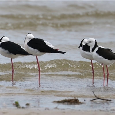 Himantopus leucocephalus (Pied Stilt) at Bongaree, QLD - 19 May 2025 by jb2602