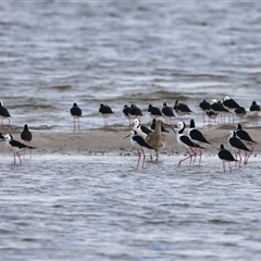 Himantopus leucocephalus (Pied Stilt) at Welsby, QLD - 19 May 2025 by jb2602
