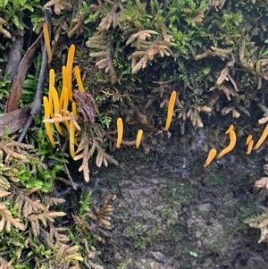 Unverified Clubs/stalks on soil at Gipsy Point, VIC - Yesterday by ASHandEMM