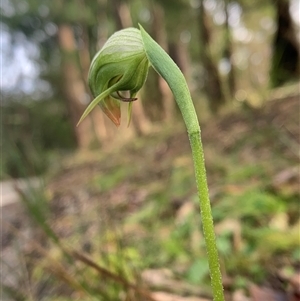 Pterostylis nutans (Nodding Greenhood) at Gipsy Point, VIC - Yesterday by ASHandEMM