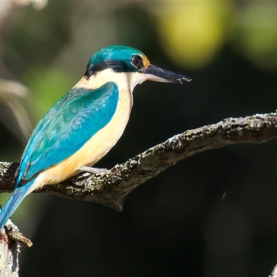 Todiramphus sanctus at Welsby, QLD - 18 May 2025 by jb2602
