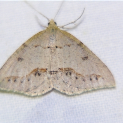 Taxeotis stereospila (Oval-spot Taxeotis (Oenochrominae)) at Rocky Creek, NSW - 3 Nov 2009 by PJH123