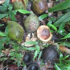Beilschmiedia bancroftii (yellow walnut) at Syndicate, QLD - 27 Jan 2015 by JasonPStewartNMsnc2016