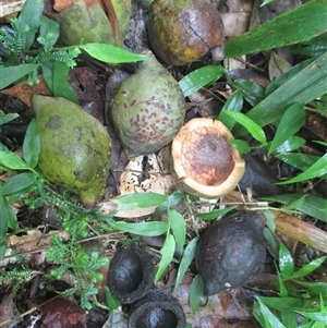 Beilschmiedia bancroftii (yellow walnut) at Syndicate, QLD - 27 Jan 2015 by JasonPStewartNMsnc2016