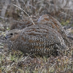 Synoicus ypsilophorus (Brown Quail) at Throsby, ACT - 6 Jun 2025 by Harrisi