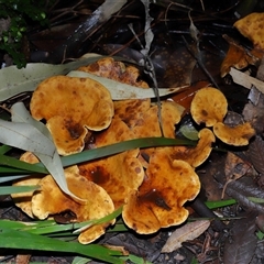 Austropaxillus sp. at Acton, ACT - 6 Jun 2025 by TimL