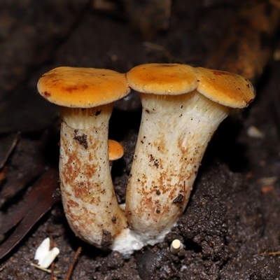 Austropaxillus sp. at Acton, ACT - 6 Jun 2025 by TimL