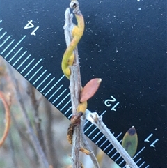 Cassytha pubescens (Devil's Twine) at Crowther, NSW - 4 Jun 2025 by Frecko