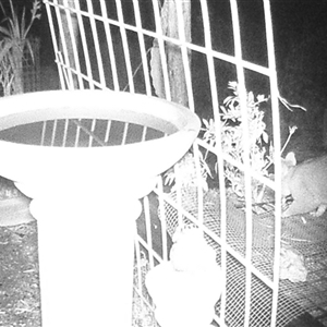 Trichosurus vulpecula (Common Brushtail Possum) at Crowther, NSW - 2 Jun 2025 by Frecko