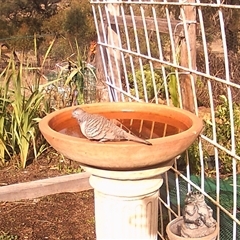 Geopelia placida (Peaceful Dove) at Crowther, NSW - 2 Jun 2025 by Frecko