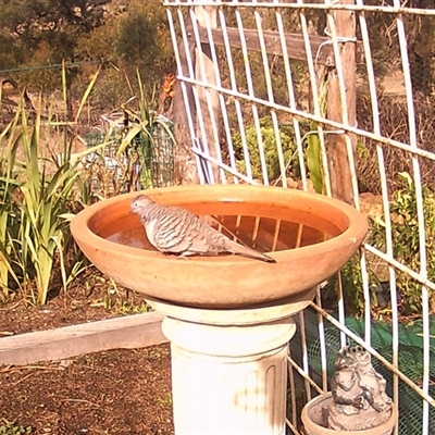 Geopelia placida (Peaceful Dove) at Crowther, NSW - 2 Jun 2025 by Frecko