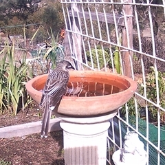 Anthochaera carunculata (Red Wattlebird) at Crowther, NSW - 2 Jun 2025 by Frecko