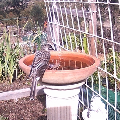 Anthochaera carunculata (Red Wattlebird) at Crowther, NSW - 2 Jun 2025 by Frecko