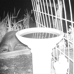 Wallabia bicolor (Swamp Wallaby) at Crowther, NSW - 2 Jun 2025 by Frecko