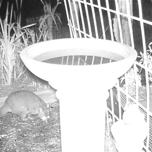 Trichosurus vulpecula (Common Brushtail Possum) at Crowther, NSW - 4 Jun 2025 by Frecko