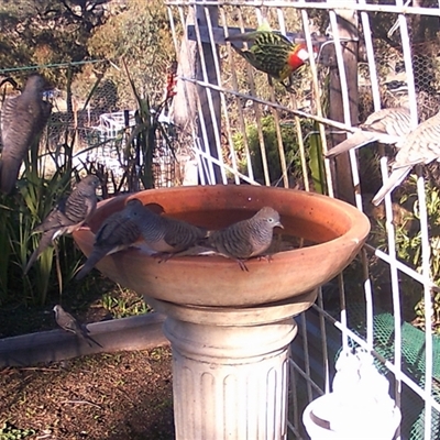 Geopelia placida (Peaceful Dove) at Crowther, NSW - 5 Jun 2025 by Frecko