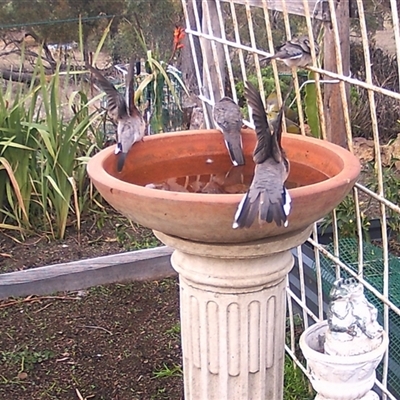 Geopelia placida (Peaceful Dove) at Crowther, NSW - 6 Jun 2025 by Frecko