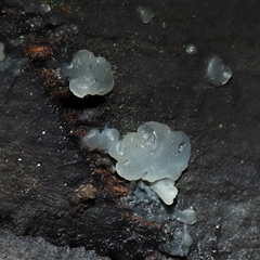 Tremella fuciformis at Acton, ACT - 6 Jun 2025 by TimL