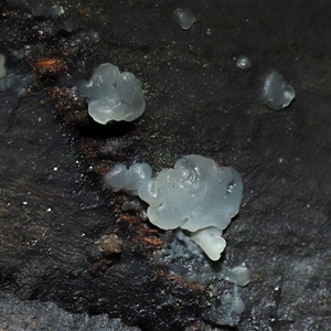 Tremella fuciformis at Acton, ACT - 6 Jun 2025 by TimL