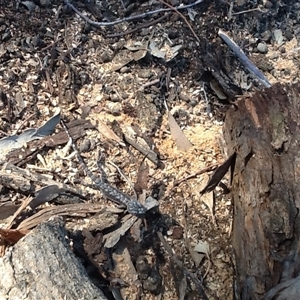 Pogona barbata (Eastern Bearded Dragon) at Crowther, NSW - 31 Mar 2016 by Frecko