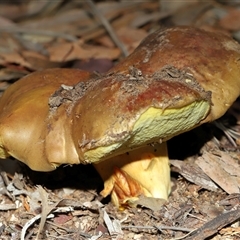 Tylopilus sp. at Acton, ACT - 6 Jun 2025 by TimL