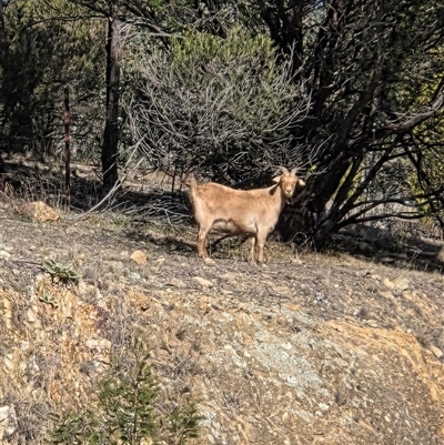 Capra hircus (Wild Goat) at Googong, NSW - 5 Jun 2025 by HappyWanderer