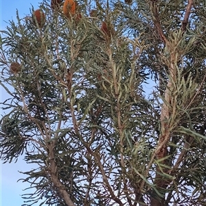 Banksia sp. at Mimegarra, WA - 4 Jun 2025 by LyndalT