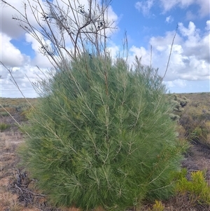 Grevillea sp. at Eneabba, WA - 4 Jun 2025 by LyndalT