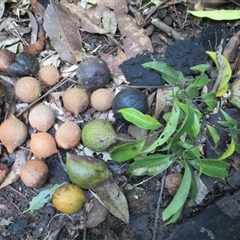Beilschmiedia bancroftii (yellow walnut) at Syndicate, QLD - 2 Feb 2015 by JasonPStewartNMsnc2016