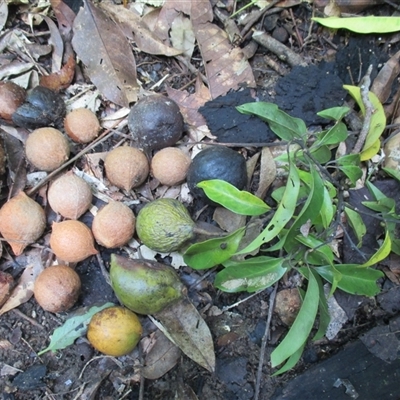 Beilschmiedia bancroftii (yellow walnut) at Syndicate, QLD - 2 Feb 2015 by JasonPStewartNMsnc2016