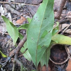 Beilschmiedia bancroftii at Syndicate, QLD - 2 Feb 2015 02:12 PM