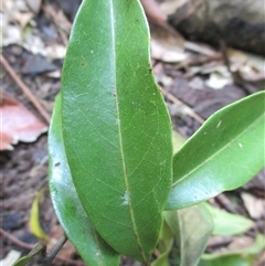 Beilschmiedia bancroftii at Syndicate, QLD - 2 Feb 2015 02:12 PM