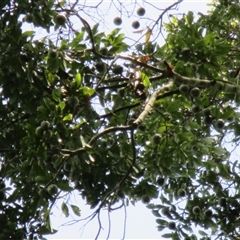 Beilschmiedia bancroftii at Syndicate, QLD - 2 Feb 2015 02:12 PM