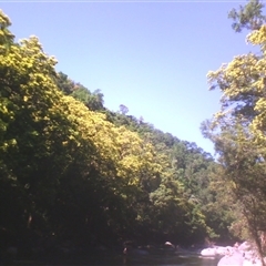 Xanthostemon chrysanthus at Syndicate, QLD - 24 May 2014 01:20 PM