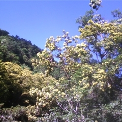 Xanthostemon chrysanthus at Syndicate, QLD - 24 May 2014 01:20 PM