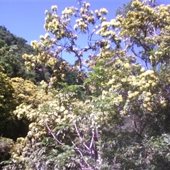 Xanthostemon chrysanthus at Syndicate, QLD - 24 May 2014 01:20 PM