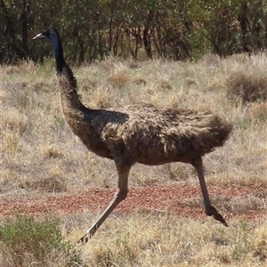 Dromaius novaehollandiae (Emu) at Carrathool, NSW - 25 Mar 2025 by RobParnell