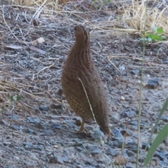 Coturnix pectoralis (Stubble Quail) at Carrathool, NSW - 25 Mar 2025 by RobParnell