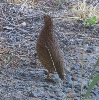 Coturnix pectoralis (Stubble Quail) at Carrathool, NSW - 25 Mar 2025 by RobParnell