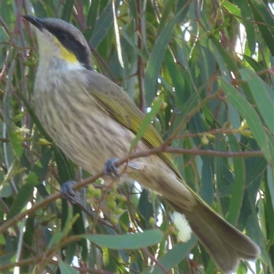 Gavicalis virescens (Singing Honeyeater) at Keri Keri, NSW - 25 Mar 2025 by RobParnell