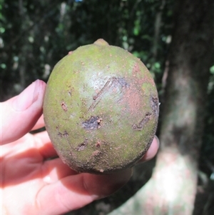 Beilschmiedia bancroftii (yellow walnut) at Syndicate, QLD - 14 Dec 2017 by JasonPStewartNMsnc2016