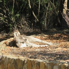 Macropus giganteus (Eastern Grey Kangaroo) at Acton, ACT - 3 Jun 2025 by Christine