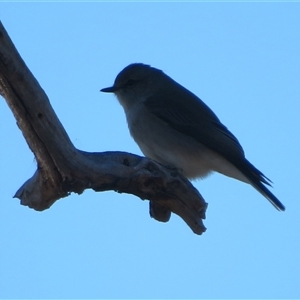 Microeca fascinans (Jacky Winter) at Tharwa, ACT - 5 Jun 2025 by Christine