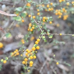 Pittosporum multiflorum at Bucketty, NSW - 7 Jun 2025 10:21 AM