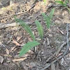 Blechnum nudum at Bucketty, NSW - Today by MartinPredavec