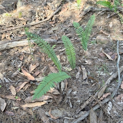 Blechnum nudum at Bucketty, NSW - Today by MartinPredavec