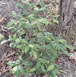 Elaeocarpus holopetalus at Bucketty, NSW - 8 Jun 2025 by MartinPredavec