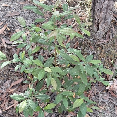 Elaeocarpus reticulatus at Bucketty, NSW - Today by MartinPredavec